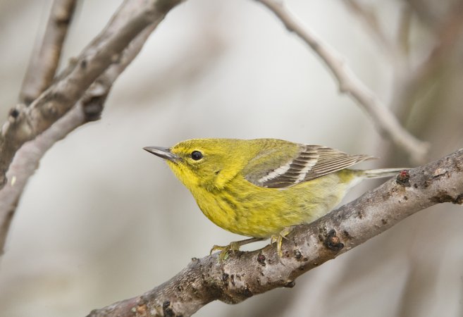 Photo (3): Pine Warbler