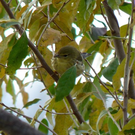 Photo (20): Blackpoll Warbler