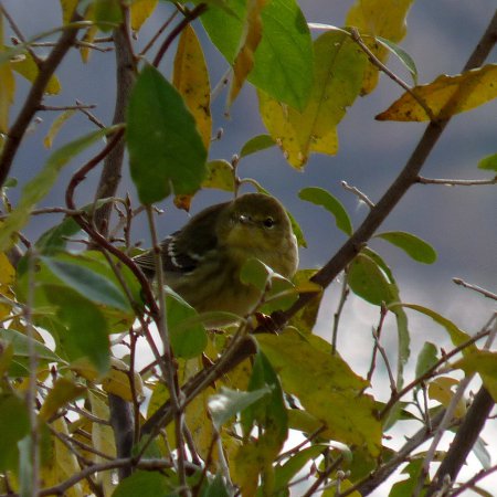 Photo (21): Blackpoll Warbler