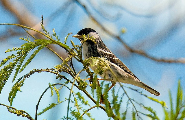 Photo (11): Blackpoll Warbler