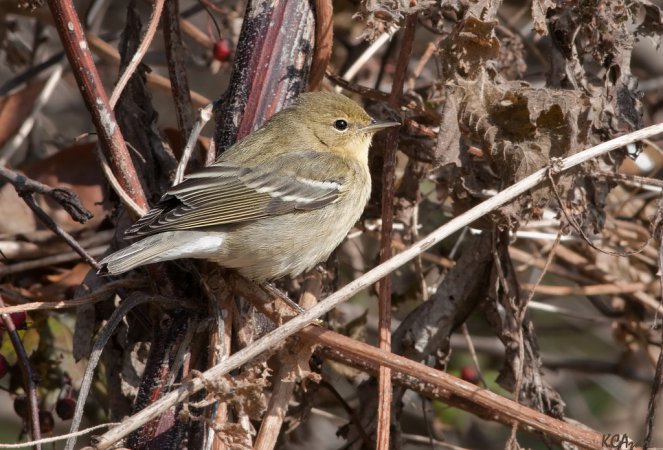 Photo (15): Blackpoll Warbler