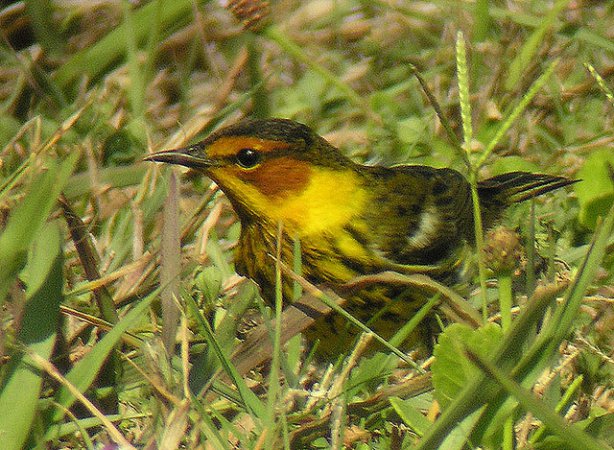 Photo (11): Cape May Warbler
