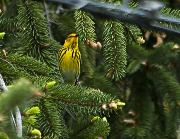 Photo (14): Cape May Warbler
