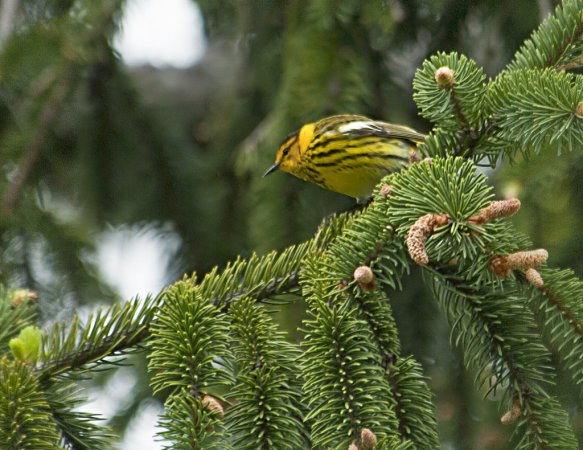 Photo (10): Cape May Warbler