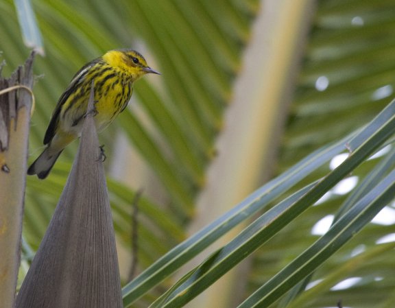 Photo (12): Cape May Warbler