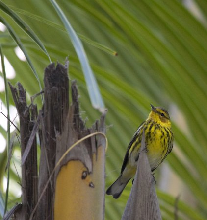 Photo (13): Cape May Warbler