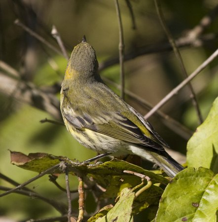 Photo (21): Cape May Warbler