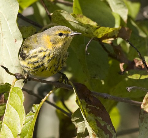 Photo (15): Cape May Warbler