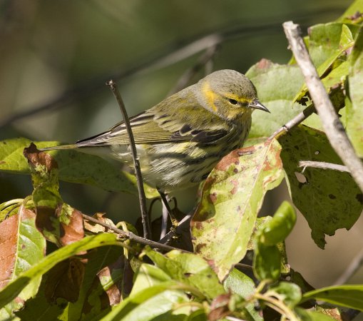 Photo (17): Cape May Warbler