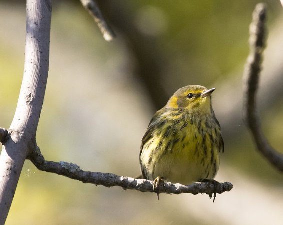 Photo (18): Cape May Warbler