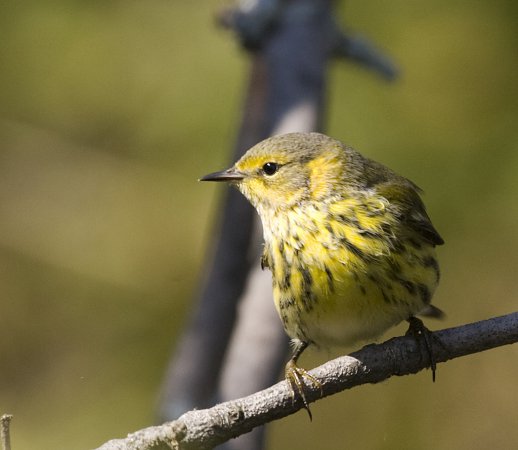Photo (19): Cape May Warbler