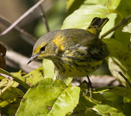 Photo (16): Cape May Warbler