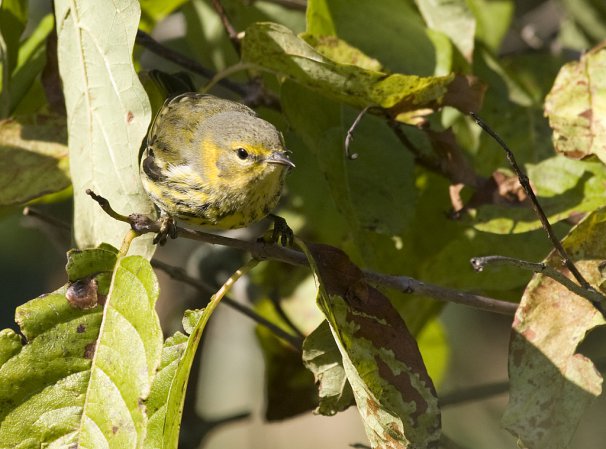 Photo (20): Cape May Warbler