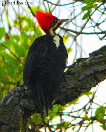 Photo (15): Lineated Woodpecker