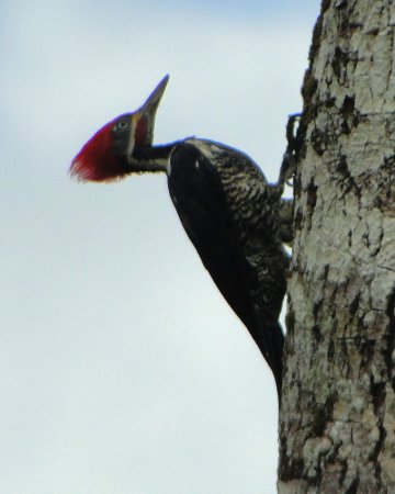 Photo (14): Lineated Woodpecker