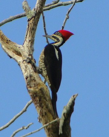 Photo (6): Lineated Woodpecker