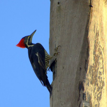Photo (11): Lineated Woodpecker