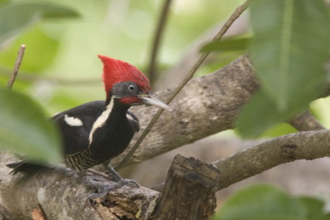 Photo (9): Lineated Woodpecker