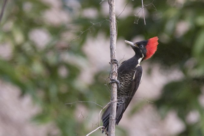 Photo (2): Lineated Woodpecker