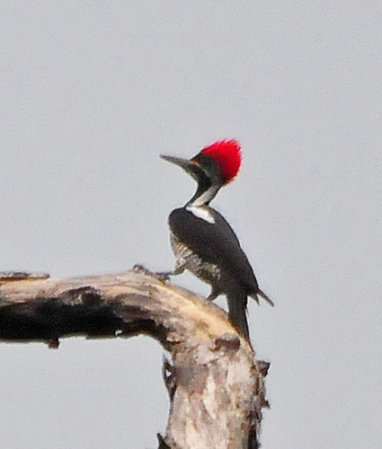 Photo (12): Lineated Woodpecker