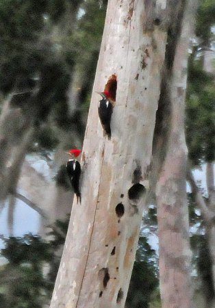 Photo (19): Lineated Woodpecker