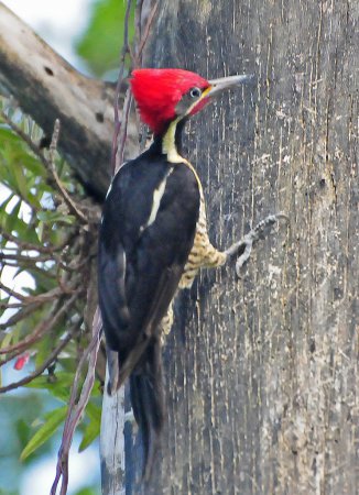 Photo (17): Lineated Woodpecker