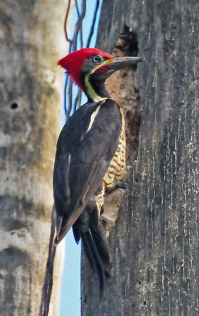 Photo (5): Lineated Woodpecker