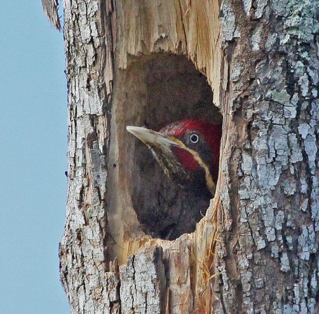 Photo (20): Lineated Woodpecker