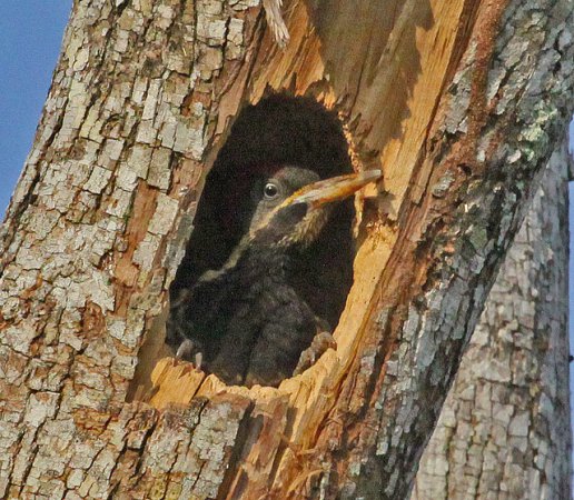 Photo (18): Lineated Woodpecker