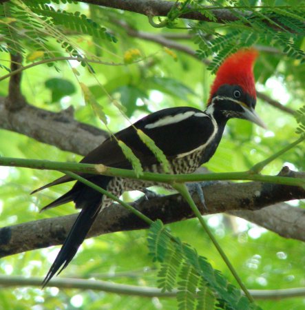 Photo (10): Lineated Woodpecker