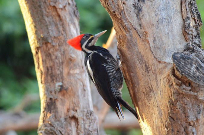 Photo (4): Lineated Woodpecker