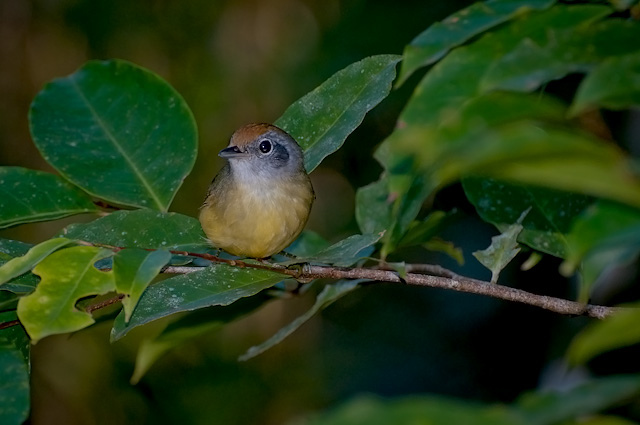 Photo (2): Plain Antvireo