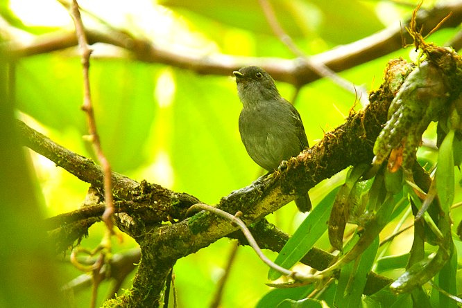 Photo (3): Plain Antvireo