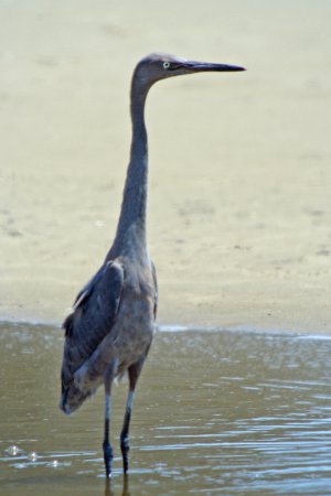 Photo (10): Reddish Egret