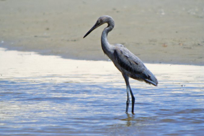 Photo (14): Reddish Egret