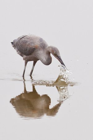 Photo (21): Reddish Egret