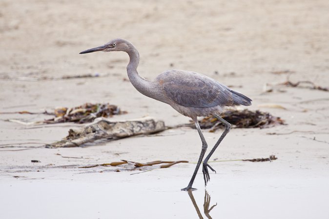 Photo (23): Reddish Egret