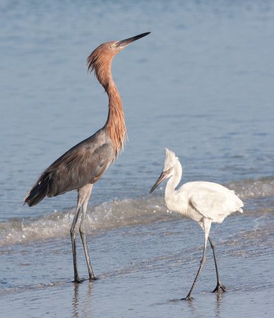 Photo (15): Reddish Egret
