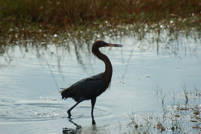 Photo (11): Reddish Egret