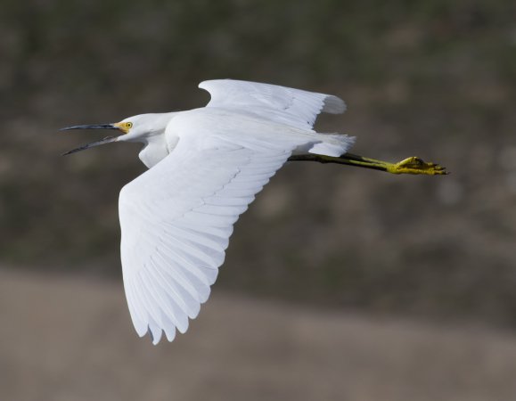 Photo (4): Snowy Egret