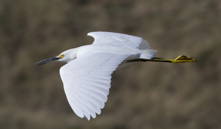 Photo (13): Snowy Egret