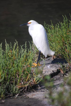 Photo (14): Snowy Egret