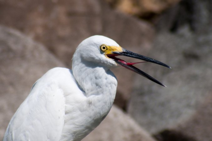 Photo (17): Snowy Egret