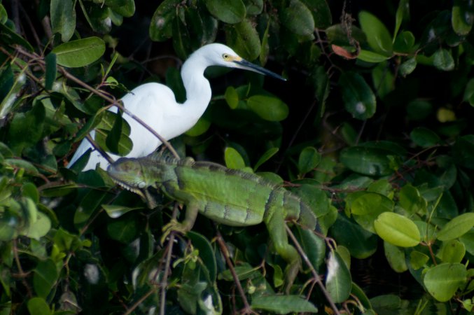 Photo (16): Snowy Egret