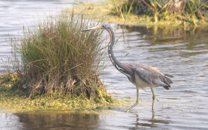 Photo (19): Tricolored Heron