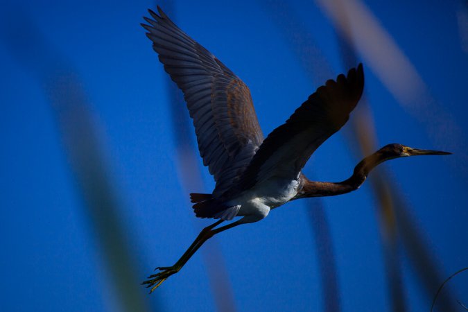 Photo (11): Tricolored Heron