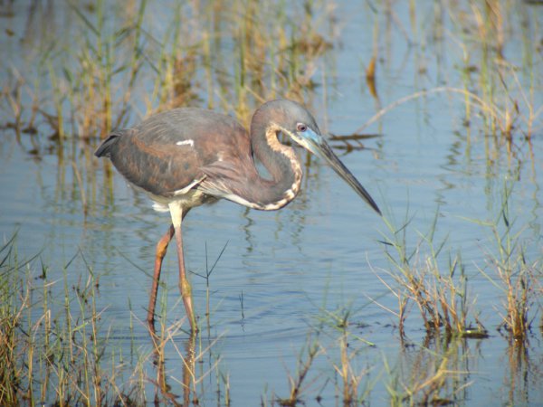 Photo (13): Tricolored Heron