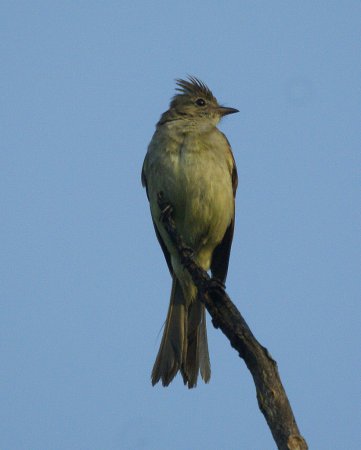 Photo (1): Yellow-bellied Elaenia