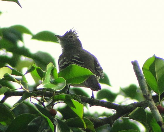 Photo (11): Yellow-bellied Elaenia