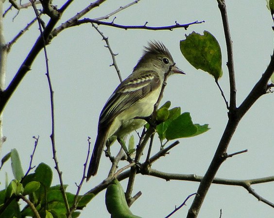 Photo (6): Yellow-bellied Elaenia